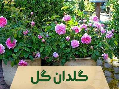 گلدان گل محمدی